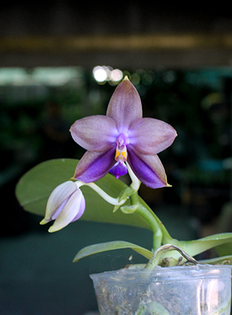 Phalaenopsis Mituo GH King Star #24