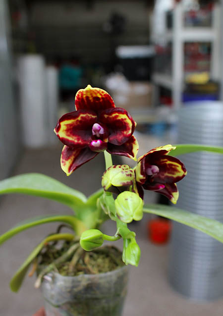 Phalaenopsis Mituo Golden 'M-2' x Ld's Bear Queen (MCL#1)
