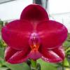 Phalaenopsis Mituo King 'Big Pink'