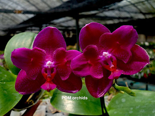 Phalaenopsis Mituo King 'Big Pink' peloric