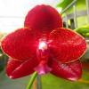 Phalaenopsis Mituo King 'Blood Spots'
