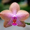 Phalaenopsis Mituo King
