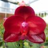 Phalaenopsis Mituo King 'Red Pepper'
