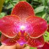 Phalaenopsis Mituo King 'Round'