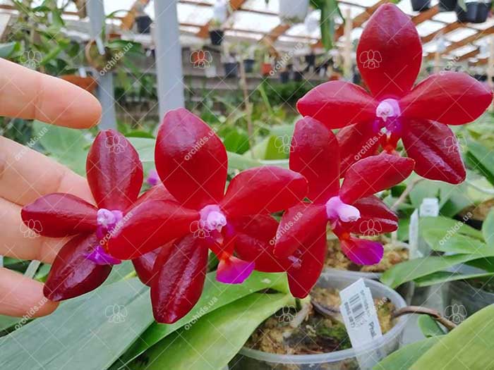 Phalaenopsis Mituo King 'Small Red'