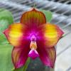 Phalaenopsis Mituo Love 'Rainbow-520'
