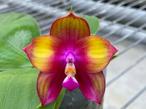 Phalaenopsis Mituo Love 'Rainbow-520'