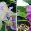 Phalaenopsis Mituo Prince 'Bb' x Mituo Reflex 'Dragon'