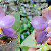 Phalaenopsis (Mituo Prince 'Bb' x Mituo Reflex 'Dragon') x (violacea indigo x micholitzii)