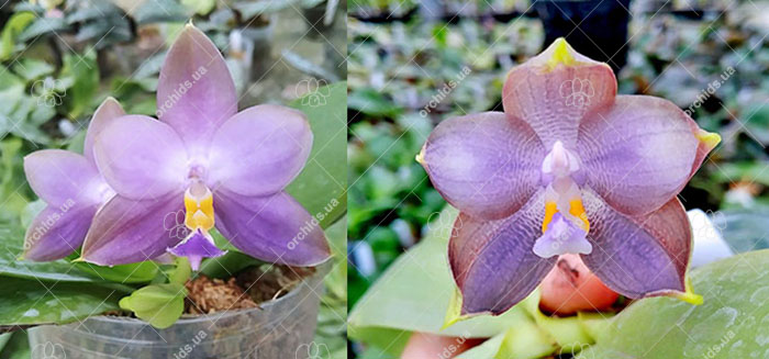 Phalaenopsis (Mituo Prince 'Bb' x Mituo Reflex 'Dragon') x (violacea indigo x micholitzii)