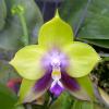 Phalaenopsis Mituo Prince 'Chin Ming'
