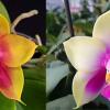 Phalaenopsis Mituo Prince x bellina