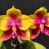 Phalaenopsis Mituo Prince 'YR'