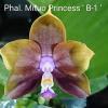 Phalaenopsis Mituo Princess 'B-1'