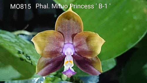 Phalaenopsis Mituo Princess 'B-1'