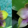 Phalaenopsis Mituo Princess 'Black Beauty' x (Lyndon Gold Ring x Miro  Super Star)