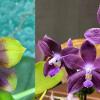Phalaenopsis Mituo Princess 'Black Beauty' x (speciosa x Mituo Prince) 'Taro purple'