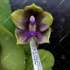 Phalaenopsis Mituo Princess 'Black Beauty' x (speciosa x Mituo Prince) 'Taro purple' (select)