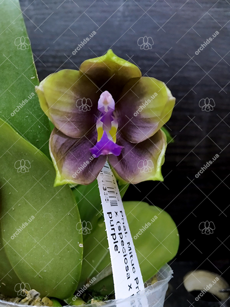 Phalaenopsis Mituo Princess 'Black Beauty' x (speciosa x Mituo Prince) 'Taro purple' (select)