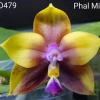 Phalaenopsis Mituo Princess 'Blue-1'