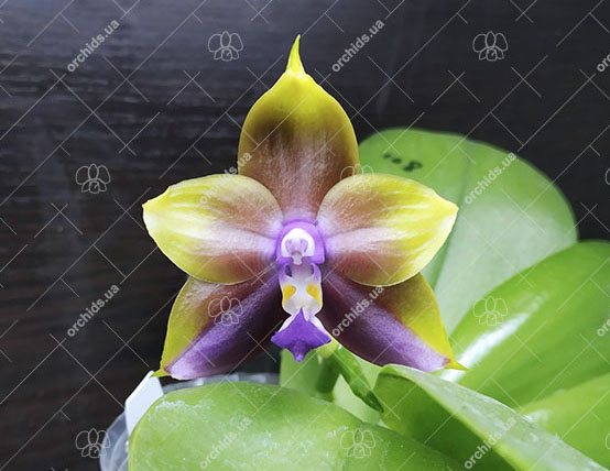 Phalaenopsis Mituo Princess 'Blue-10'