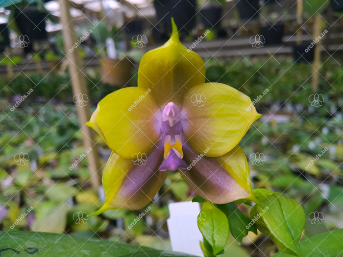 Phalaenopsis Mituo Princess 'Sapphire'