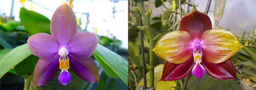Phalaenopsis Mituo Purple Bear x LD's Bear King