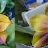 Phalaenopsis Mituo Reflex Dragon 'Bloodshot' x Mituo Princess 'Blue #9'