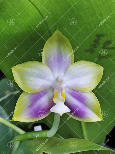 Phalaenopsis Mituo Reflex Dragon 'Lilac'