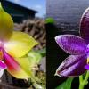 Phalaenopsis (Mituo Reflex Dragon x LD Purple 3S) #2 x (lueddemanniana fma coerulea x Yaphon The Hulk) #1