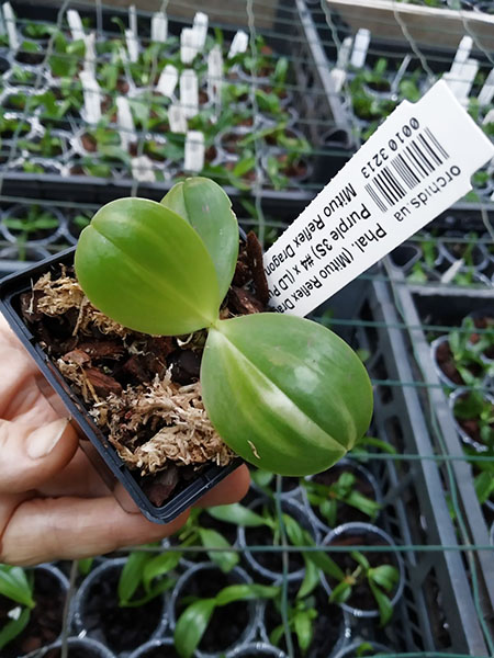 Phalaenopsis (Mituo Reflex Dragon x LD Purple 3S) #4 x (LD Purple 3S x Mituo Reflex Dragon 'BIue-1') #1 (variegata)