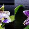 Phalaenopsis (Mituo Reflex Dragon x LD Purple 3S) #4 x (lueddemanniana coerulea x Yaphon The Hulk) #1