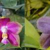 Phalaenopsis Mituo Reflex Dragon x LD Purple 3S