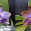 Phalaenopsis (Mituo Reflex Dragon x LD Purple 3S) x sib