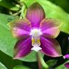Phalaenopsis Mituo Reflex Dragon 'Y-purple'