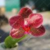 Phalaenopsis Mituo Sun
