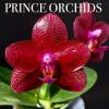 Phalaenopsis Mituo Sun King 'Prince'