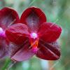 Phalaenopsis Mituo Sun King 'S-R-Spots'