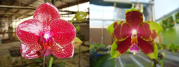 Phalaenopsis Mituo Sun 'Mituo # 1' x (Yungho Princess Gelb x Sogo Kaiulani)