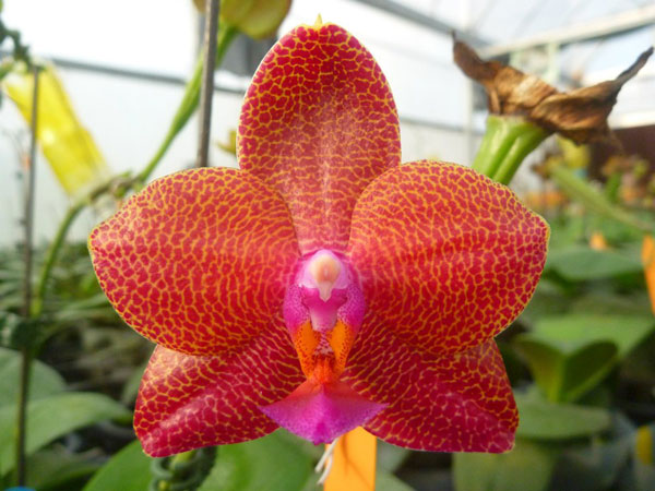 Phalaenopsis (Mituo Sun 'Mituo #1' X Dragon Tree Eagle) 'Snake Scales'