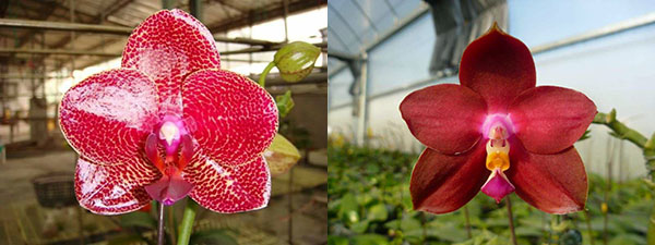 Phalaenopsis Mituo Sun 'Mituo #1' x Ld's Bear King 'RK-1'