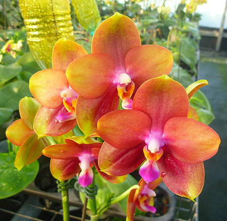 Phalaenopsis Mituo Sun Queen '63-2'