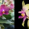Phalaenopsis Mituo Sun Queen x Samera