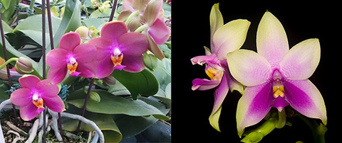 Phalaenopsis Mituo Sun Queen x Samera