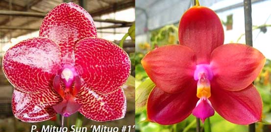 Phalaenopsis Mituo Sun x Ld's Bear King