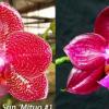 Phalaenopsis Mituo Sun x Palace Reef