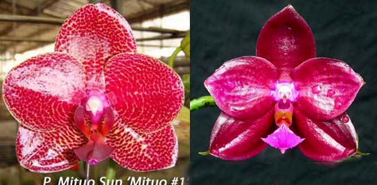 Phalaenopsis Mituo Sun x Palace Reef