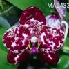 Phalaenopsis Mituo Sunrise 'Mituo #3'
