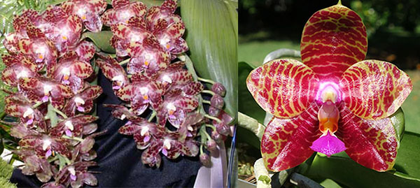 Phalaenopsis (Mituo Venosa x Hannover Passion) x gigantea