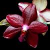Phalaenopsis Miva Midi Libre